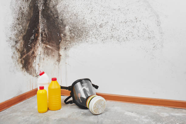 Best Black Mold Remediation in Renton, WA