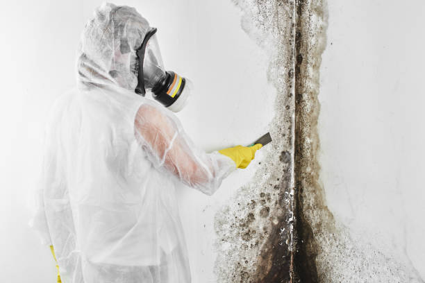 Trusted Renton, WA Mold Remediation Experts