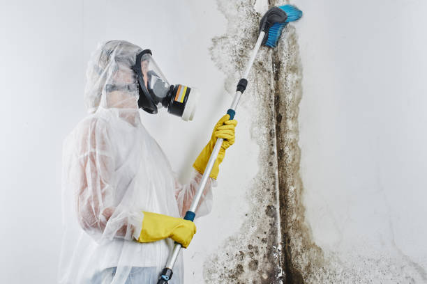 Best DIY Mold Remediation Support Services in Renton, WA