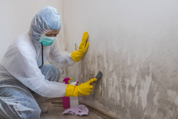 Best Residential Mold Remediation in Renton, WA