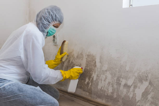  Renton, WA Mold Removal Pros