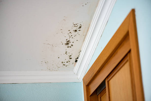 Best DIY Mold Remediation Support Services in Renton, WA
