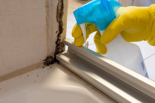 Best Residential Mold Remediation in Renton, WA