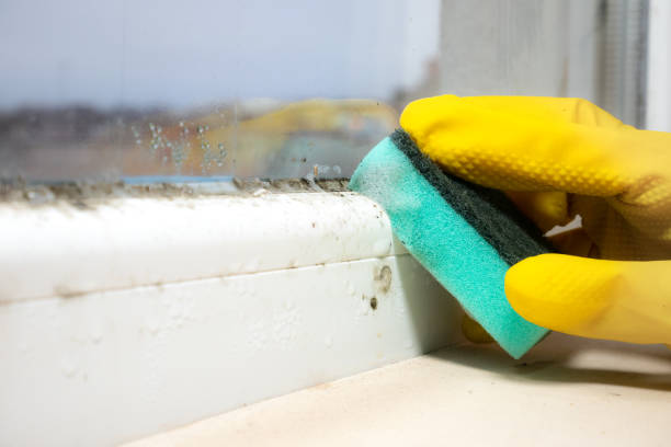 Best Black Mold Remediation in Renton, WA