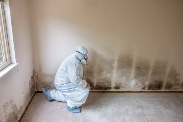 Trusted Renton, WA Mold Remediation Experts