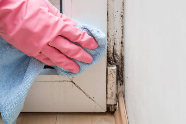 Best Residential Mold Remediation in Renton, WA