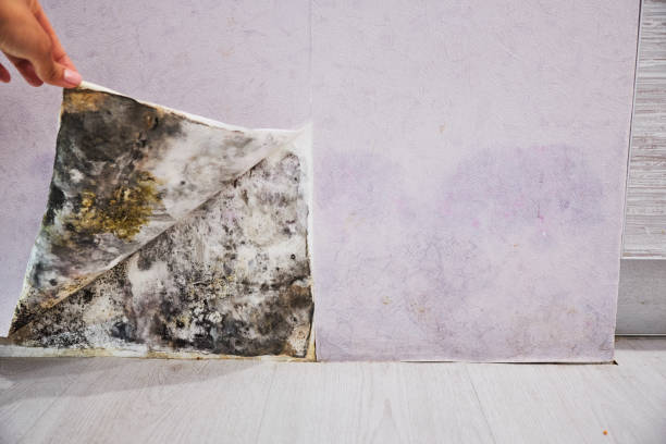 Best Insurance-Related Mold Remediation in Renton, WA